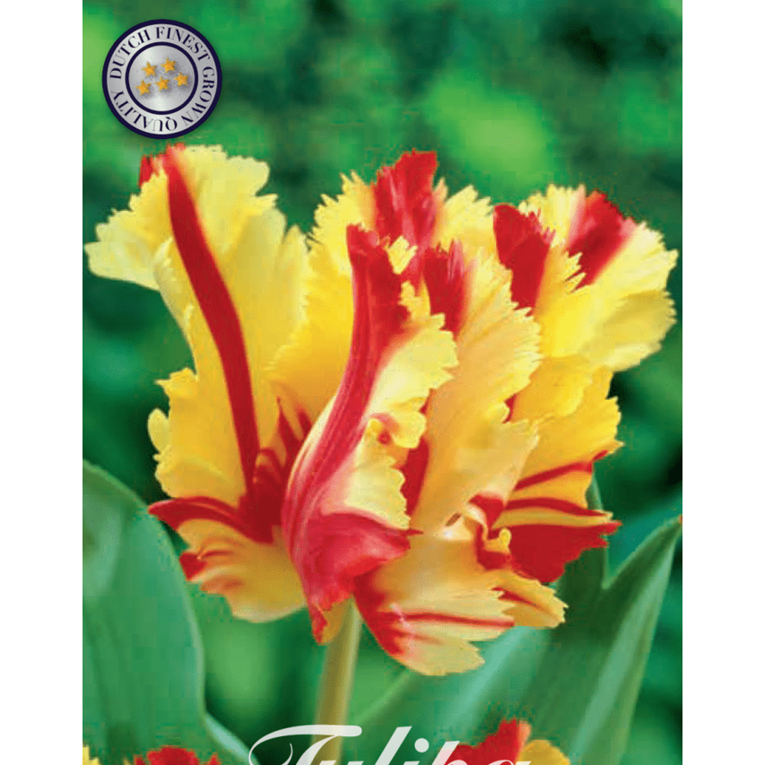 Tulpan Flaming Parrot 7-pack